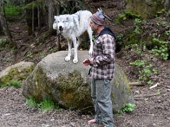 03A Filmmaker Steve Kroschel Welcomes Us To The Kroschel Wildlife Center Feeding A Wolf Near Haines Alaska